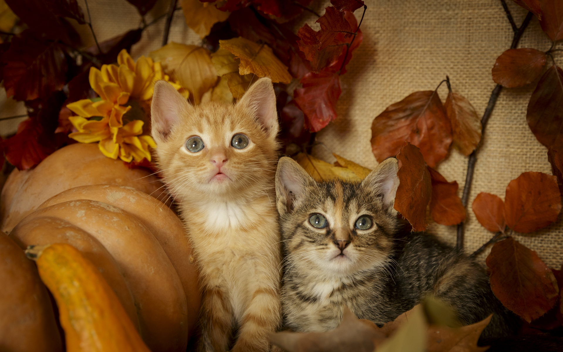Gatitos del santuario
